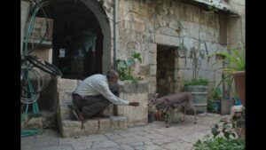 A man kneels and feeds a small deer.